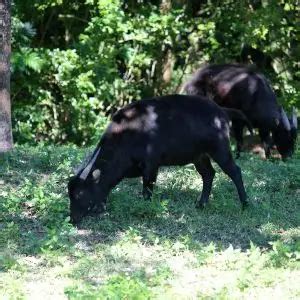 Lowland Anoa - Facts, Diet, Habitat & Pictures on Animalia.bio