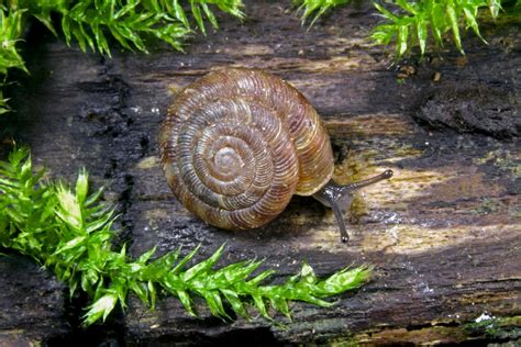 A simple guide to Britain's snails - Country Life