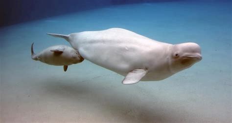 Beluga Whale Amazed by Human Tricks