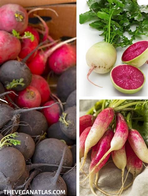 Common Radish Varieties How Many Types Of Radishes Are, 40% OFF