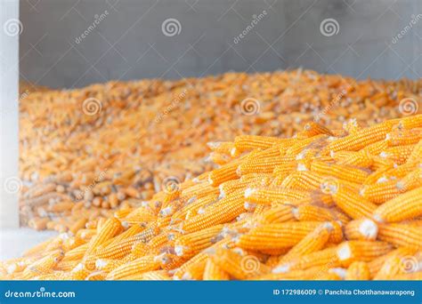 Dry Corn Store at Mill Storage, Seed Food Industry Concept Stock Image ...