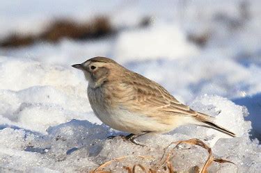 Horned Lark - Photos, facts, and identification tips