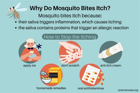 Why Do Mosquito Bites Itch? Tips to Stop the Itching