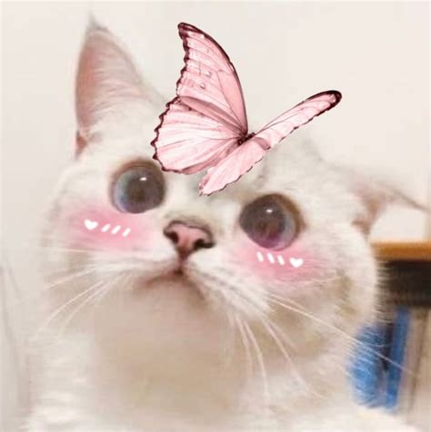 Cute Kitty Profile Picture with a Pink Butterfly