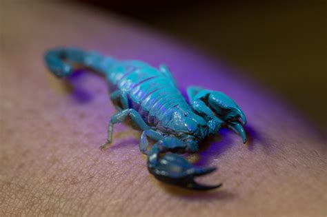 Glowing animals: understanding bioluminescence and biofluorescence - Museums Victoria