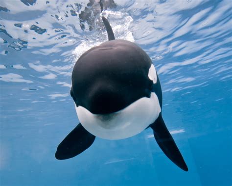 Killer whale pregnancy upsets activists - The Washington Post