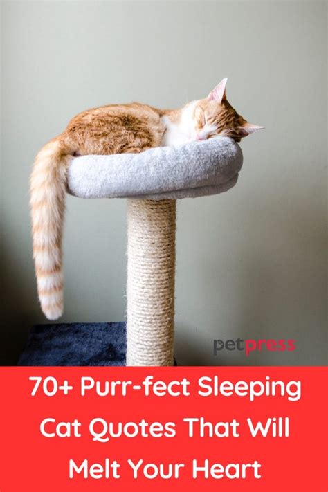 70+ Purr-fect Sleeping Cat Quotes That Will Melt Your Heart