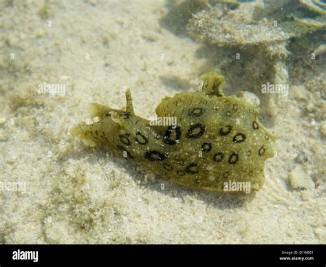 Spotted sea hare, Aplysia dactylomela, a large sea slug, in a tidepool, Grand Cayman, BWI Stock ...