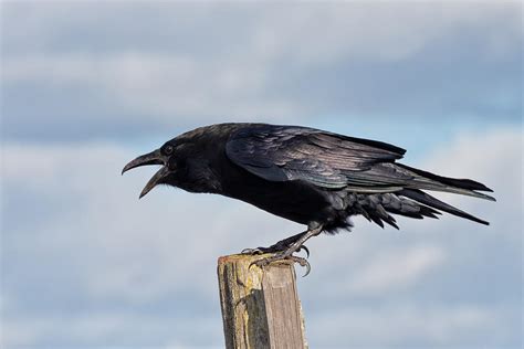 Black Raven Cawing Photograph by Kathleen Bishop - Pixels