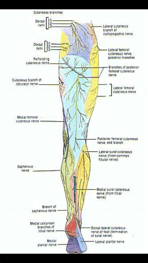 LE nerves posterior | Lower limb, Anatomy, Nerves in leg