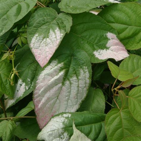 Actinidia kolomikta - buy plants at Coolplants