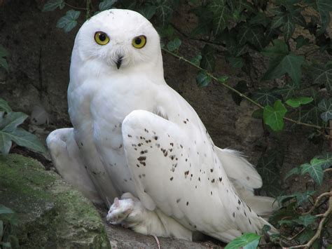 Flying Animal: The Snowy Owl