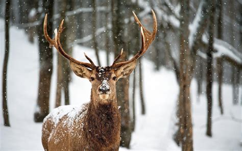 Snow and Deer Wallpapers - Top Free Snow and Deer Backgrounds ...