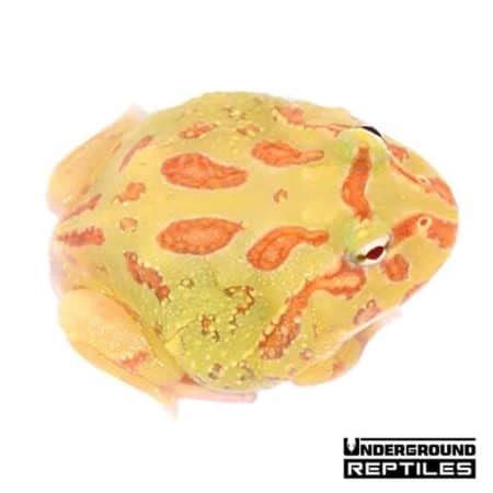 Albino Pacman Frogs For Sale - Underground Reptiles