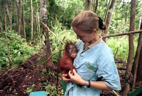 Orangutan Rescue Borneo - Chilean documentary and photojournalist for ...