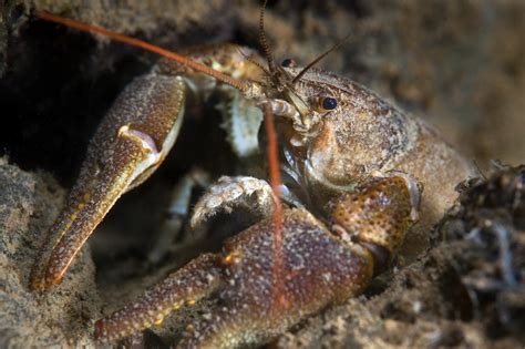 [White-clawed crayfish] – 26 Wild