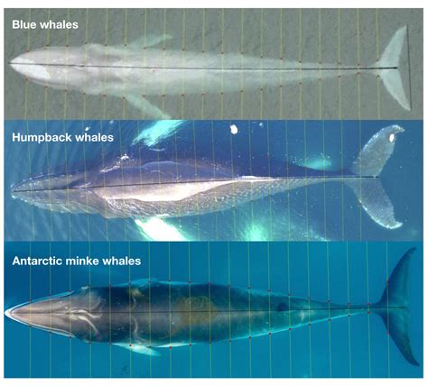 The many dimensions of a fat whale: Using drones to measure the body condition of baleen whales ...