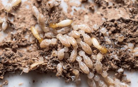 Termite Identification In Jacksonville, FL | Lindsey Pest Services