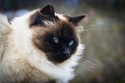 Top 12 Himalayan Cat Breeders: What To Look For