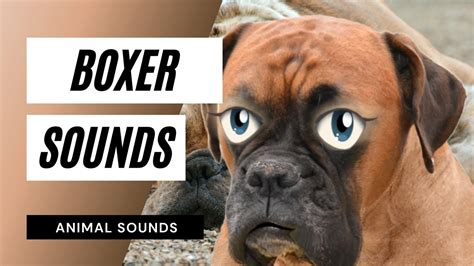 Dog Barking Sound Mp3 - Videohive , After Effects,Pro Video Motion