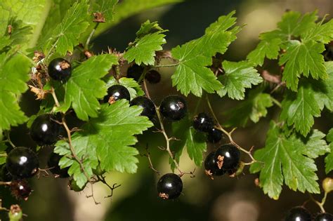 Currants & Gooseberries: Nature's Restaurant: A Complete Wild Food Guide - Fields, Forests ...