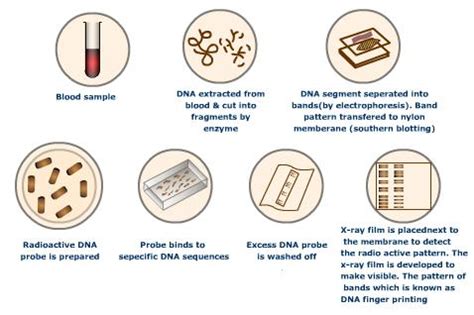 Techniques and Process - DNA Fingerprinting