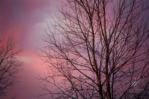 Pink Sunset Photography Print Nature Prints Tree Wall Art - Etsy