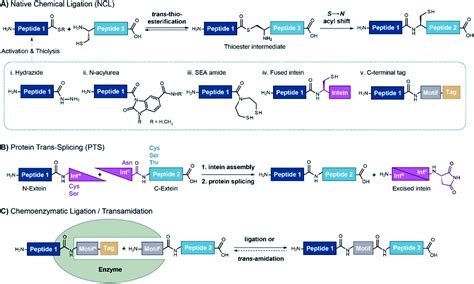 Greening the synthesis of peptide therapeutics: an industrial perspective - RSC Advances (RSC ...