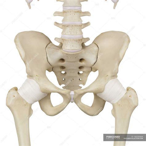 Anatomy Of The Pelvis Owlcation