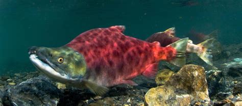 The Sockeye Salmon | Critter Science