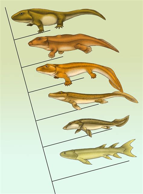 Amphibian To Mammals Evolution - Pets Lovers