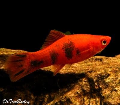 Swordtail Fish