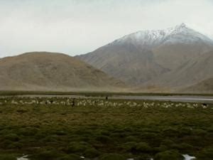 Bindu Raghavan - Status and Conservation of the Endangered Ladakh Urial in India - The Rufford ...