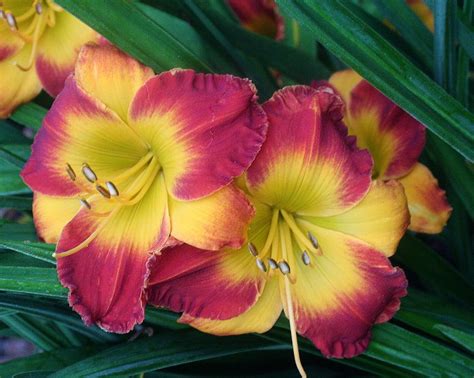 Daylilies: Plant Care and Collection of Varieties - Garden.org