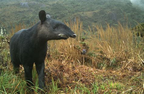 MOUNTAIN TAPIR - Spectacled Bear Conservation Society