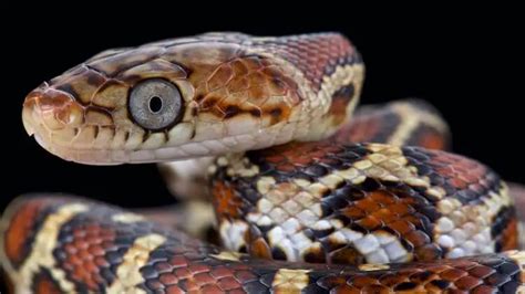 20 Most Popular Rat Snakes: Black, Texas, Eastern, Yellow & More - Everything Reptiles