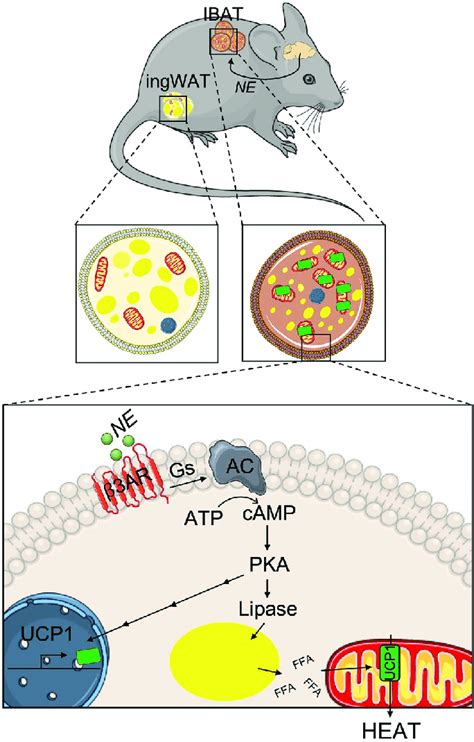 The function of brown adipose tissue (BAT). Centers in the brain will ...