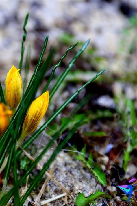 Beautiful Spring Flowers – Reykjavik, Iceland | The Legendary ...