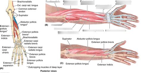 Extensor Carpi Ulnaris Muscle With Arm And Hand Wrist Bones Outline Diagram ...