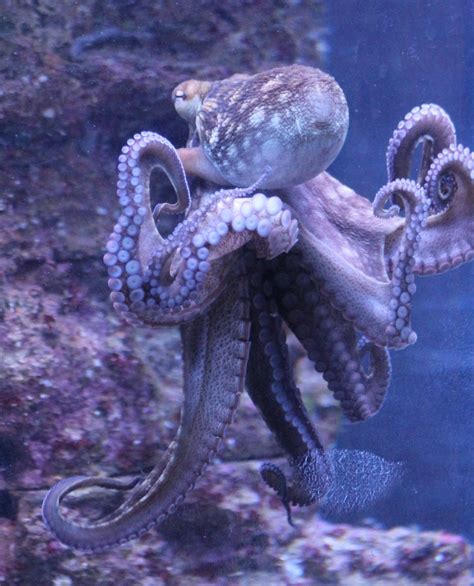 Octopus species - ZooChat