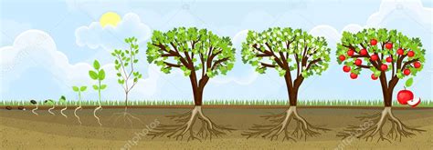 Life cycle of apple tree. Stages of growth from seed and sprout to ...