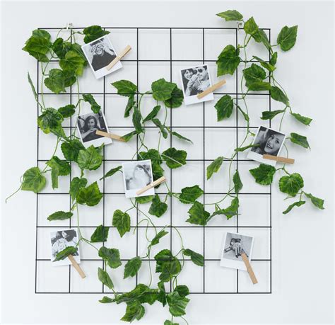 The Ultimate Guide to Indoor Ivy Varieties | Houseplant Resource Center