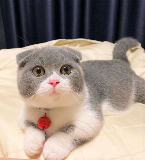 Scottish Fold Munchkin Cat: The Instagram Famous Cat We All Love