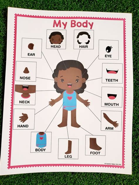 Human Body Parts Poster For Kids