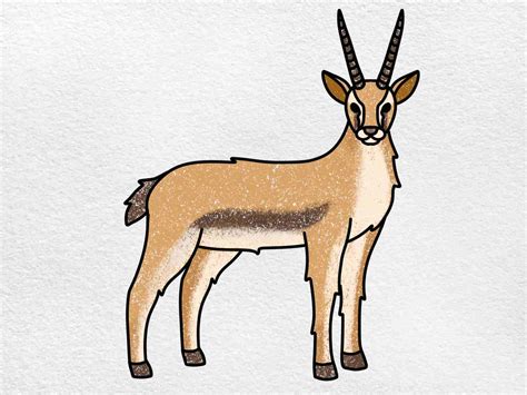 How to Draw a Gazelle - HelloArtsy