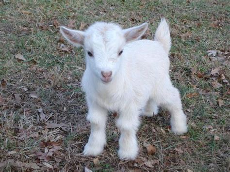 Baby white Pygmy Goat Baby goats and lambs Pinterest