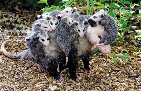 Discover Nature: Opossums | KBIA