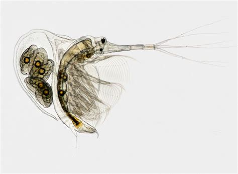 Photo of the week: Freshwater zooplankton | Conservation blog