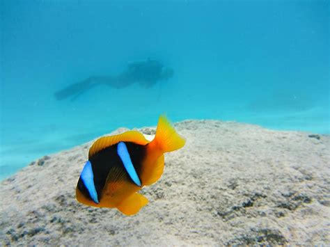 underwater, ocean, sea, coral, reef, clown fish, nemo, diving | Pikist