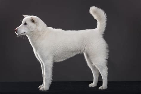 Kishu Ken | Dog Breed Info, Pictures, Facts & Characteristics | Hepper